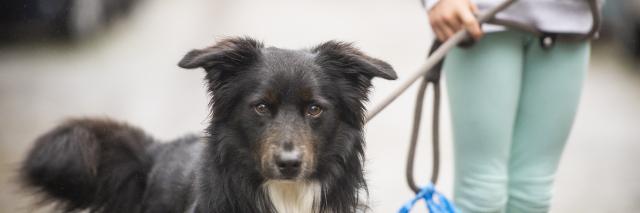 Hond die wordt uitgelaten 