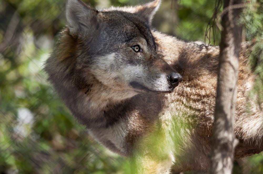 Debat over de wolf in Nederland | Tweede Kamer der Staten-Generaal